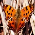 image of animal