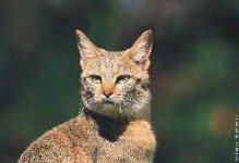 image of wild_cat #16