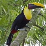 image of bird