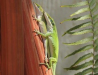 image of american_chameleon #16