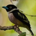 image of bird