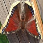 image of animal