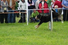 image of entlebucher
