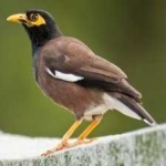 image of bird