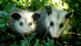 image of animal