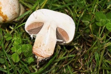 image of mushrooms