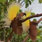 image of bird