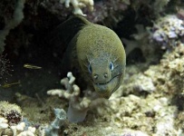 image of eel