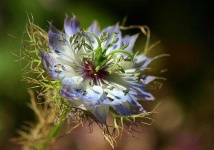 image of flower