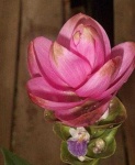 image of flower