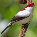 image of bird