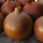 image of onion