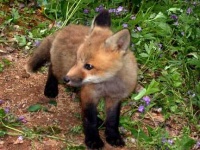image of kit_fox