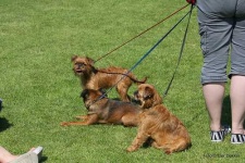 image of brabancon_griffon