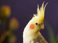 image of cockatiel