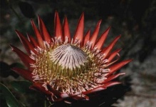 image of flower