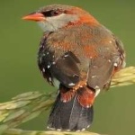 image of bird