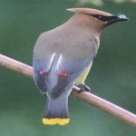 image of bird
