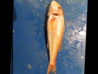 image of striped_red_mullet #5