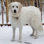 image of animal