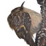 image of bird