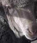 image of animal