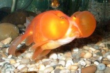 image of goldfish #34