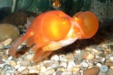image of goldfish