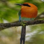 image of bird