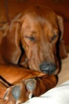 image of redbone