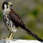 image of bird