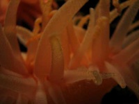 image of sea_anemone
