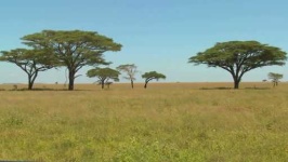 image of grassland
