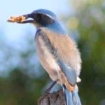 image of bird
