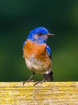 image of bluebird
