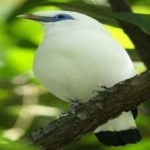 image of bali_starling #4