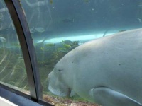 image of dugong