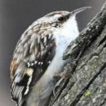 image of bird