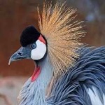 image of bird