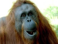 image of orangutan
