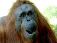 image of orangutan #16