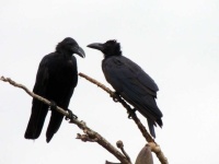 image of animal