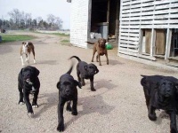 image of labrador_retriever