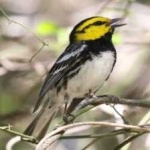 image of bird