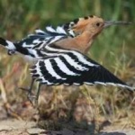 image of bird