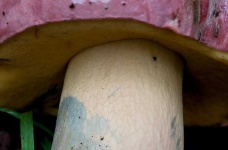 image of mushrooms