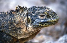 image of common_iguana