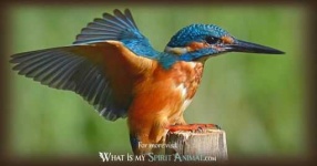 image of kingfisher