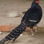 image of bird