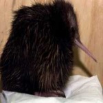 image of bird_kiwi #124